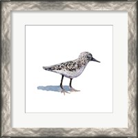 Framed Sandpiper on White I