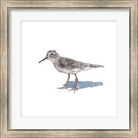 Framed Sandpiper on White II