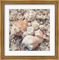 Framed Shell Collection I