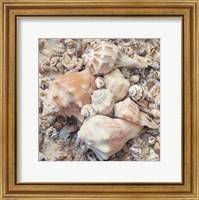 Framed Shell Collection I