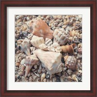 Framed Shell Collection II