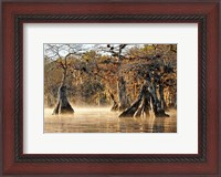 Framed Cypress Creek I