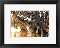 Framed Cypress Creek II