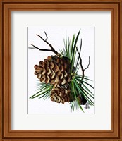 Framed Pine Cone