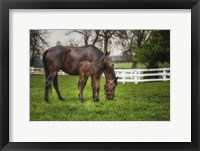 Framed Mare And Foal Together