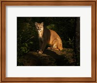 Framed Mountain Lion At Sunrise