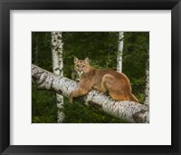 Framed Mountain Lion On Forest Log