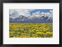 Framed Wild Flowers With Mountains (YNP)