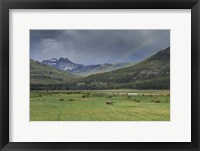 Framed Yellowstone Bison With Rainbow