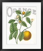 Framed Classic Citrus VI