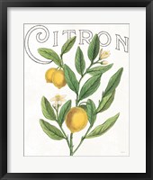 Classic Citrus V Framed Print