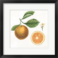 Classic Citrus IV Framed Print