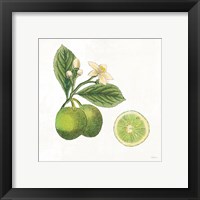 Framed 'Classic Citrus III' border=