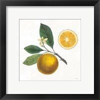 Framed 'Classic Citrus II' border=