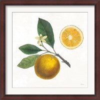 Framed Classic Citrus II