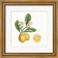 Framed Classic Citrus I