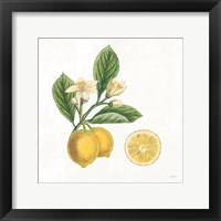 Classic Citrus I Framed Print