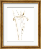 Framed Gilded Botanical III