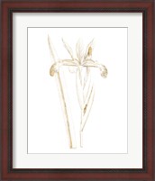 Framed Gilded Botanical III