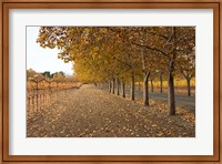Framed Autumn Rows