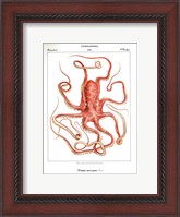 Framed Octopus Etching