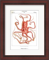 Framed Octopus Etching