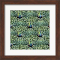 Framed Royal Peacock Pattern