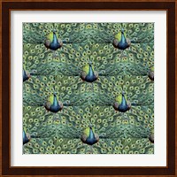 Framed Royal Peacock Pattern