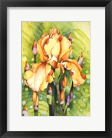 Framed Yellow Iris