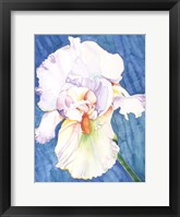 Framed White Iris