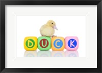 Framed Ducks 8