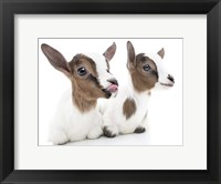 Framed Goats 1