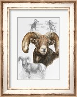 Framed Big Horn Sheep