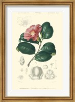 Framed Floral Botanique II