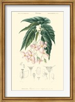 Framed Floral Botanique III