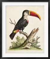 Framed Edwards' Toucan