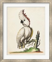 Framed Edwards' Cockatoo