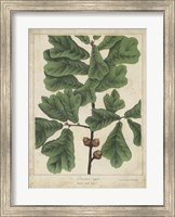 Framed Oak Leaves & Acorns I