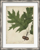 Framed Oak Leaves & Acorns II