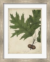 Framed Oak Leaves & Acorns II