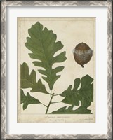 Framed Oak Leaves & Acorns III