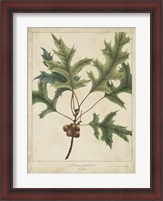 Framed Oak Leaves & Acorns IV