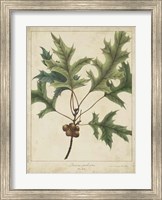 Framed Oak Leaves & Acorns IV