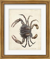 Framed Vintage Crab I