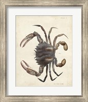 Framed Vintage Crab I