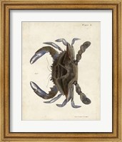 Framed Vintage Crab II