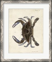 Framed Vintage Crab II