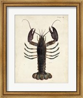 Framed Vintage Lobster