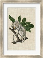 Framed Canopy Monkey II