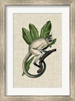 Framed Canopy Monkey IV
